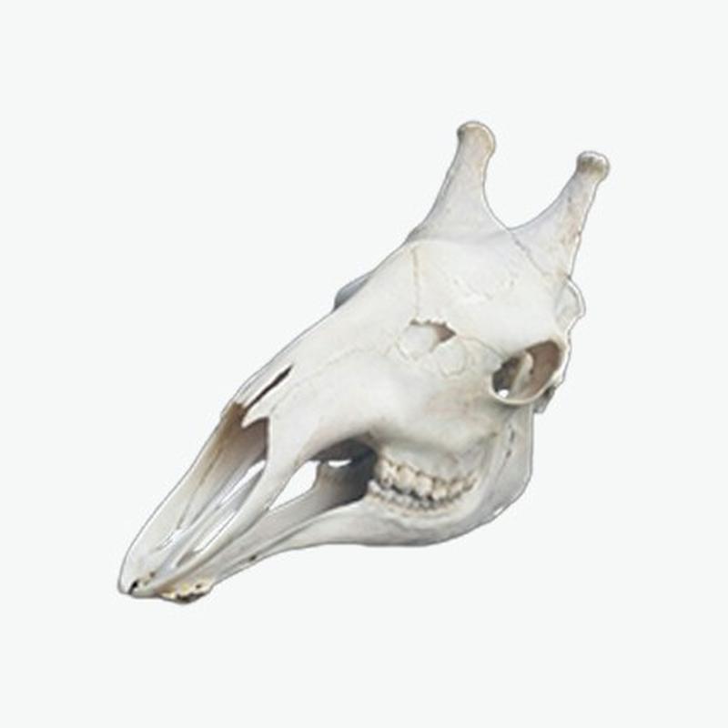 Giraffe Skull GS009 - Image 2