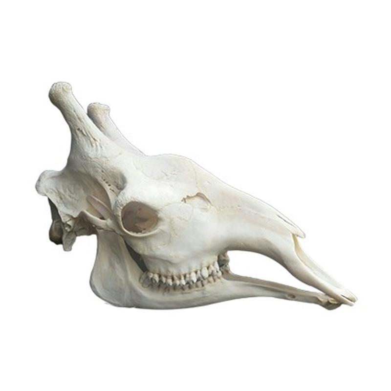 Giraffe Skull GS009