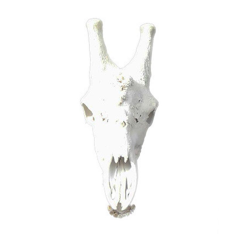 Giraffe Skull GS01 - Image 2