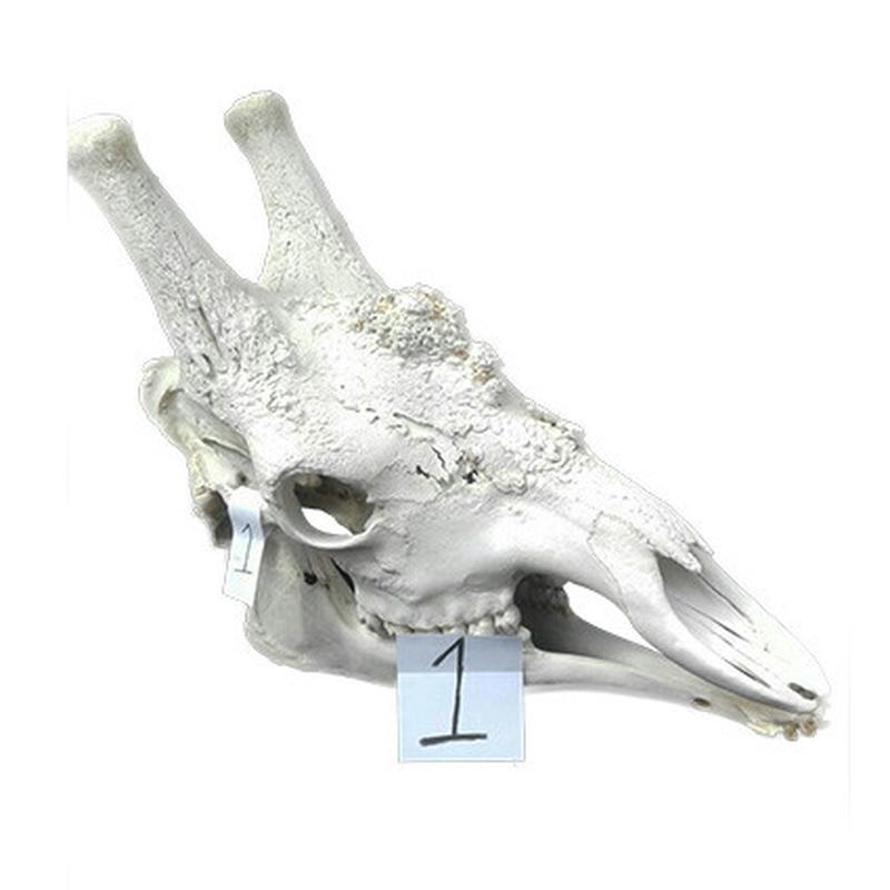 Giraffe Skull GS01 - Image 4