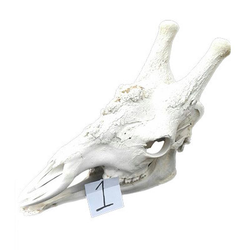 Giraffe Skull GS01