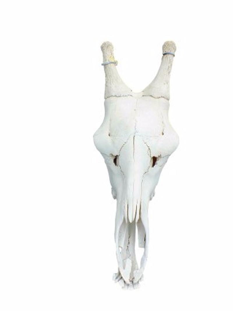 Giraffe Skull - GS01 - Image 2