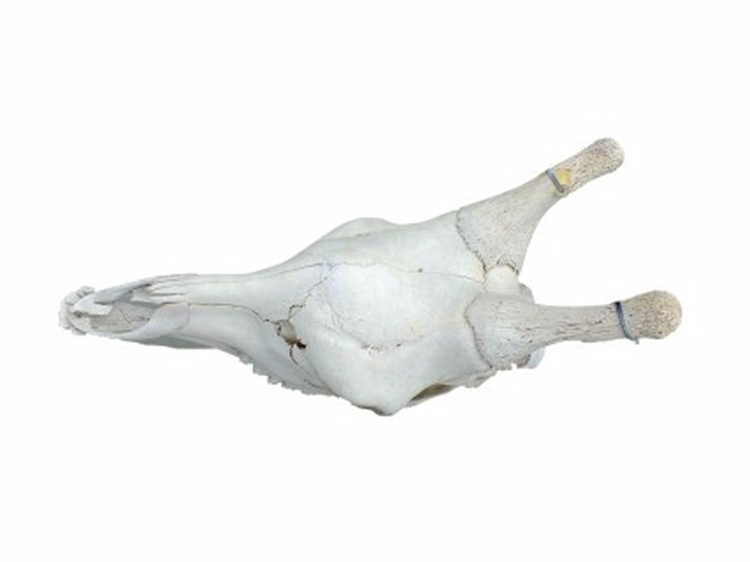 Giraffe Skull - GS01 - Image 3