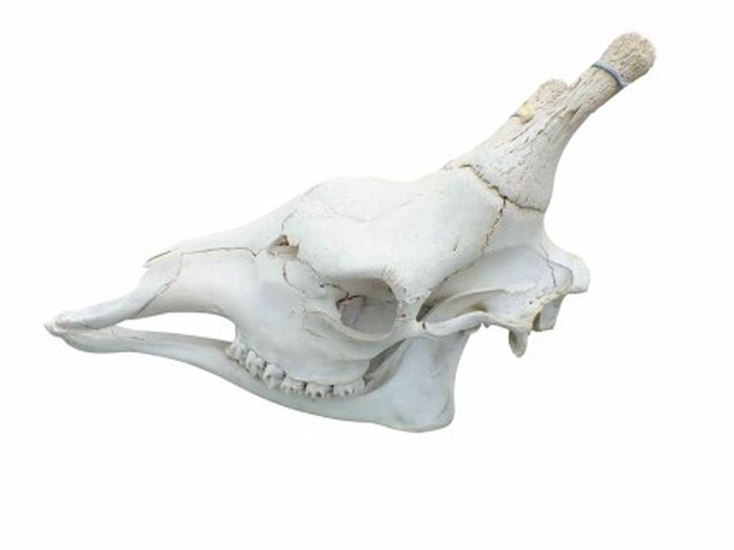Giraffe Skull - GS01 - Image 4