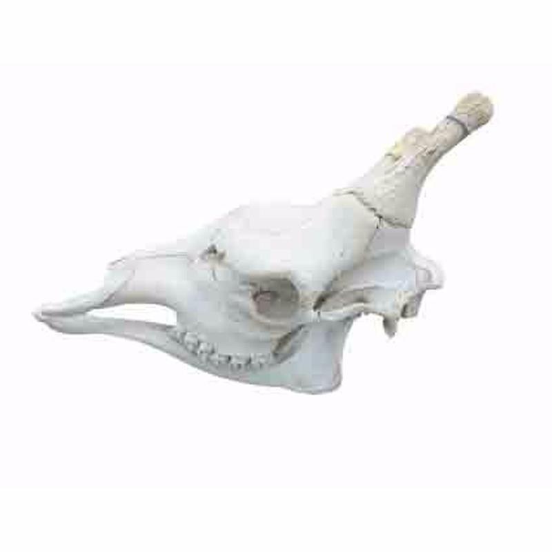 Giraffe Skull - GS01