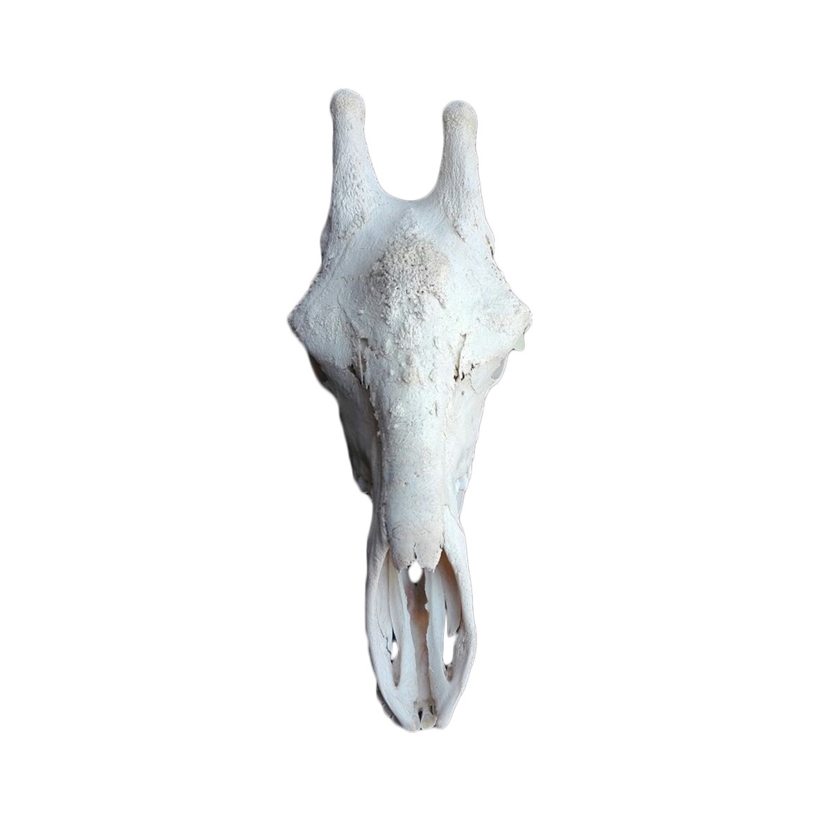 GIRAFFE SKULL GS01A - Image 2