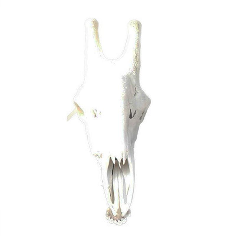Giraffe Skull GS02 - Image 3