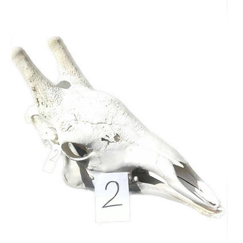 Giraffe Skull GS02 - Image 4