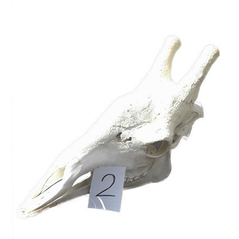 Giraffe Skull GS02