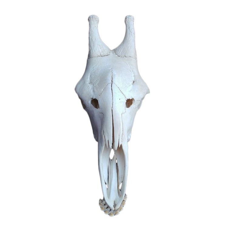 GIRAFFE SKULL GS02A - Image 2