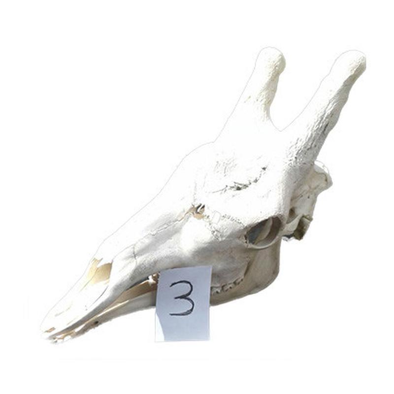Giraffe Skull GS03 - Image 2