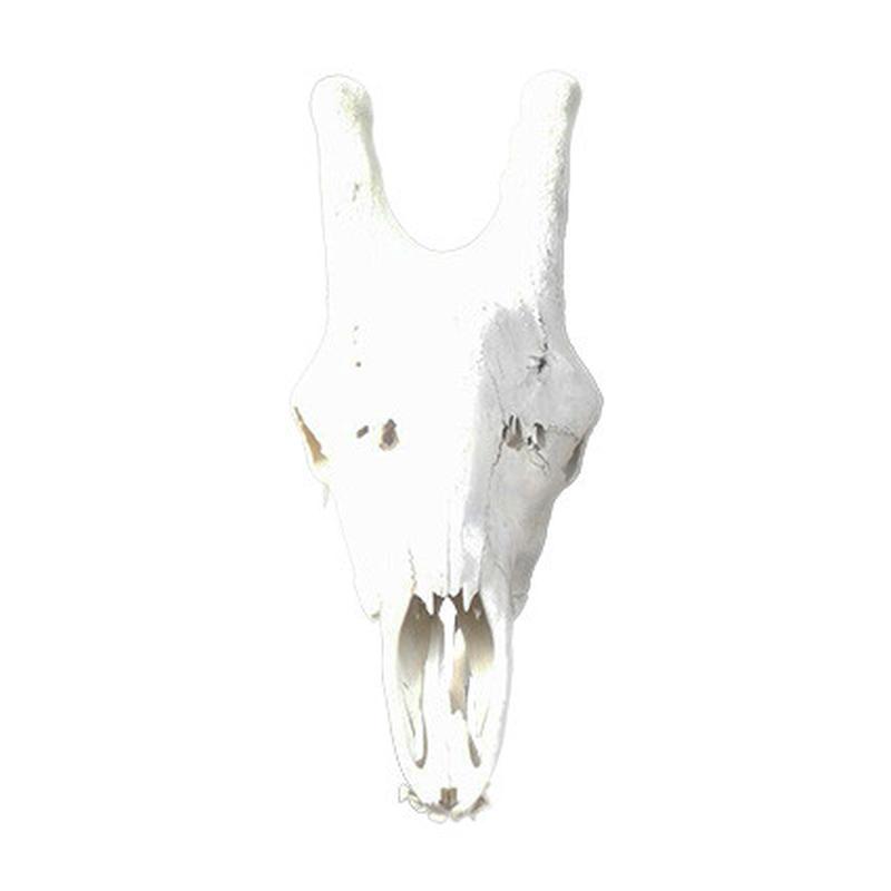 Giraffe Skull GS03 - Image 3