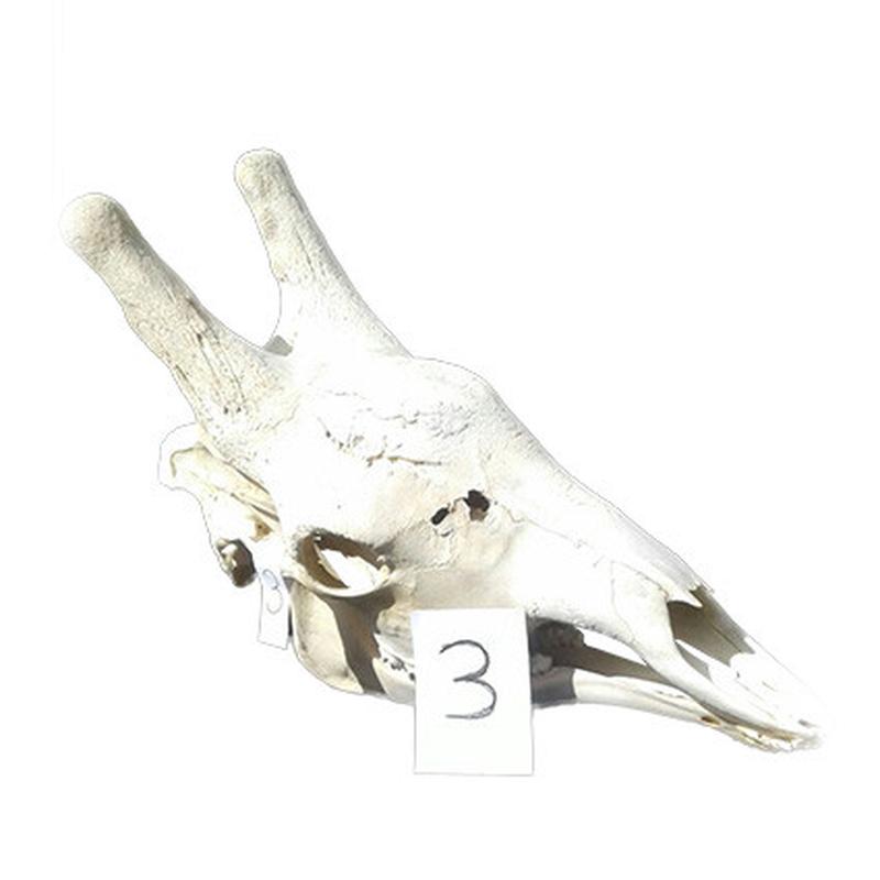 Giraffe Skull GS03 - Image 4