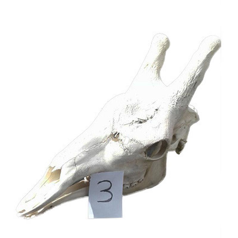 Giraffe Skull GS03 - Image 5