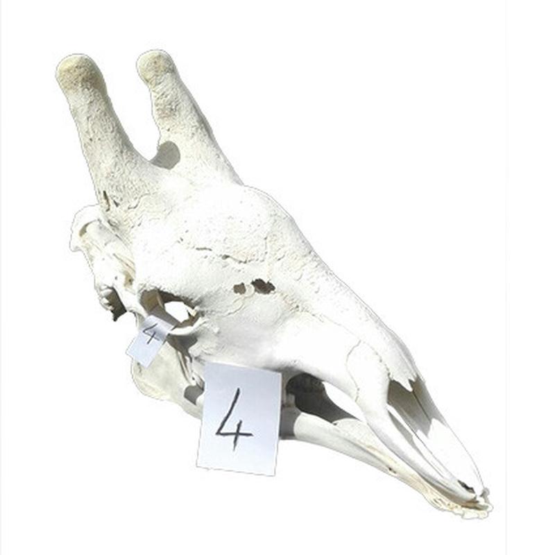 Giraffe Skull GS04 - Image 2