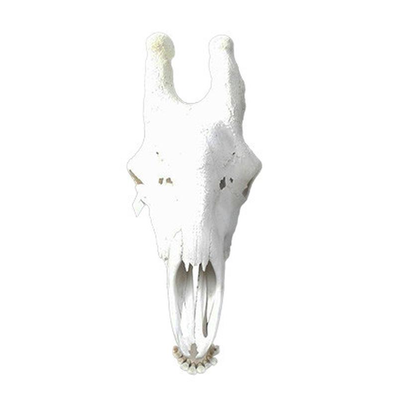 Giraffe Skull GS04 - Image 3