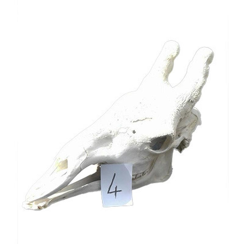 Giraffe Skull GS04 - Image 4