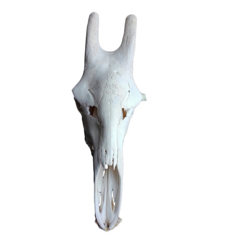 GIRAFFE SKULL GS04A - Image 2