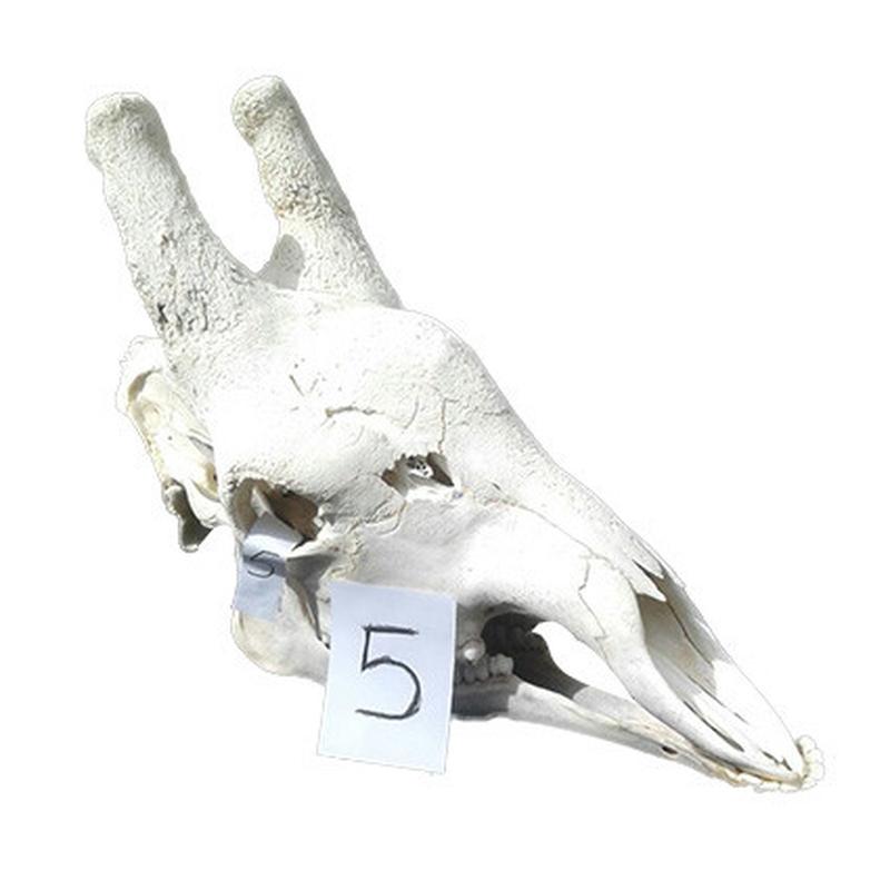 Giraffe Skull GS05 - Image 2