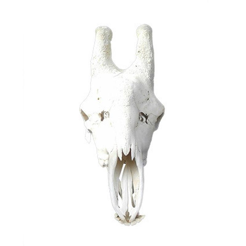 Giraffe Skull GS05 - Image 3