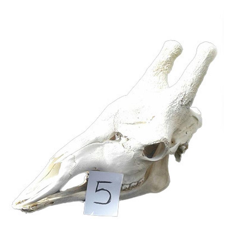 Giraffe Skull GS05
