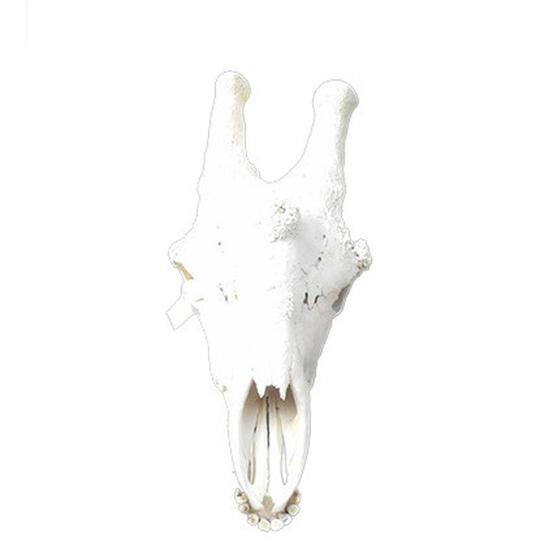 Giraffe Skull GS06 - Image 3
