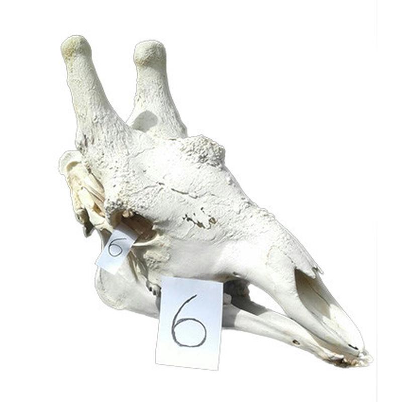 Giraffe Skull GS06 - Image 4