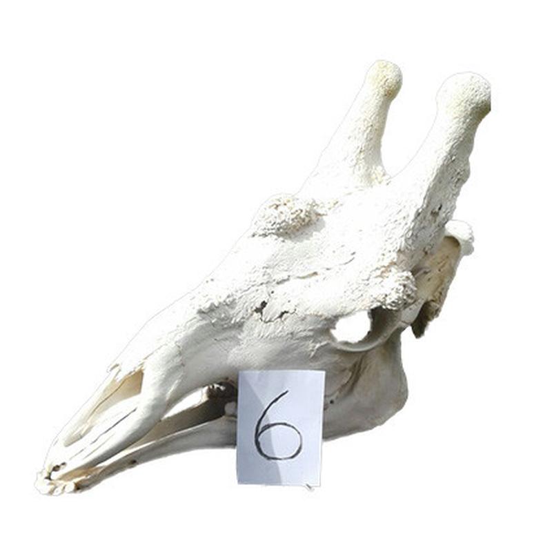 Giraffe Skull GS06