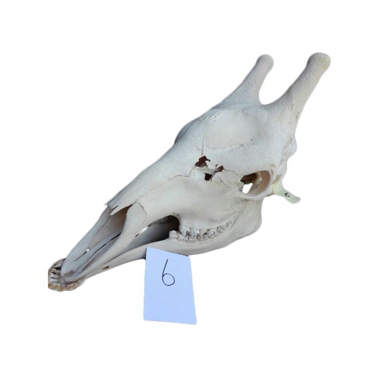 GIRAFFE SKULL GS06A - Image 2