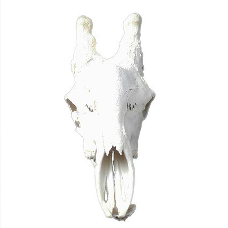 Giraffe Skull GS07 - Image 3