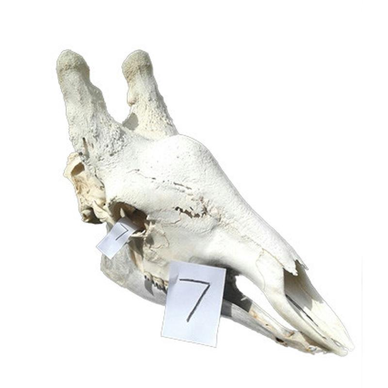 Giraffe Skull GS07 - Image 4