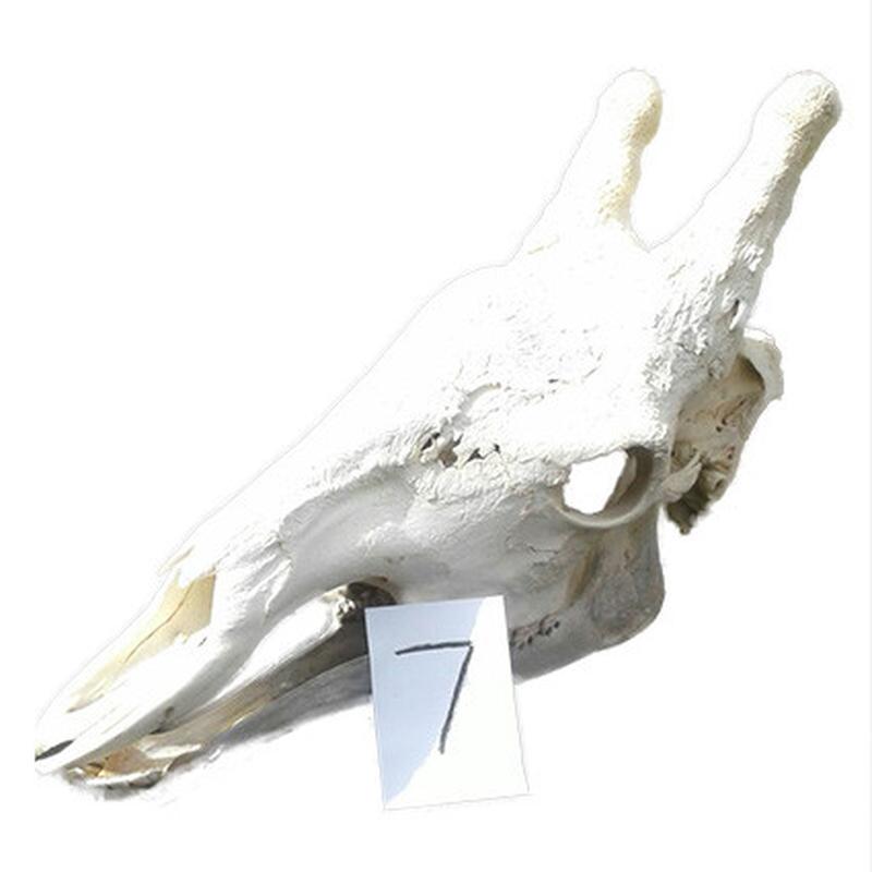 Giraffe Skull GS07