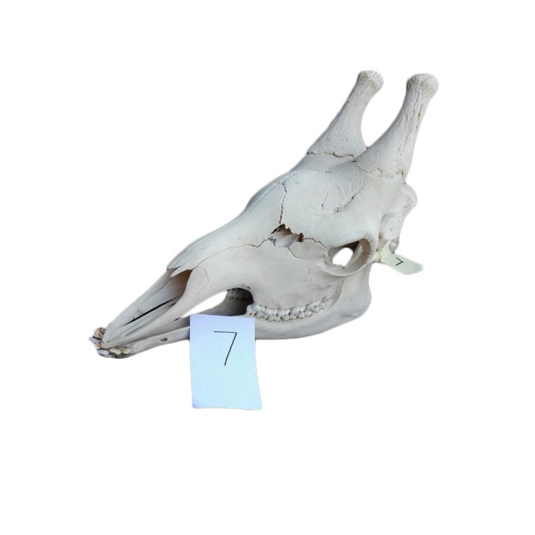 GIRAFFE SKULL GS07A - Image 2