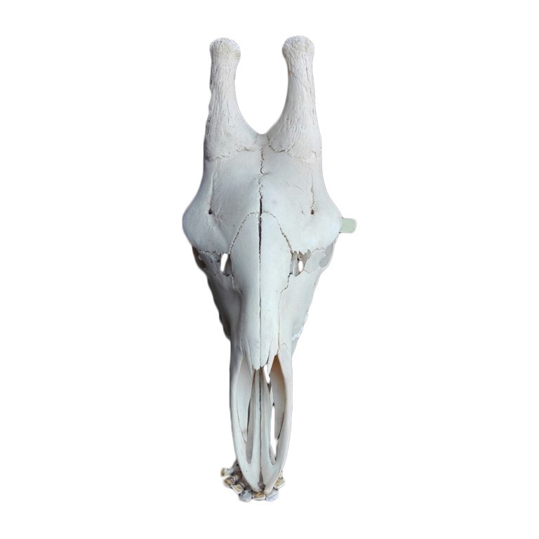 GIRAFFE SKULL GS07A - Image 4