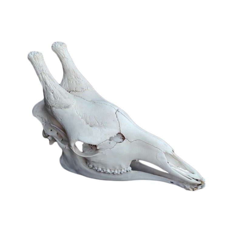 GIRAFFE SKULL GS07A