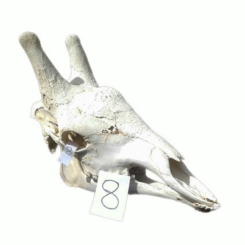 Giraffe Skull GS08 - Image 3
