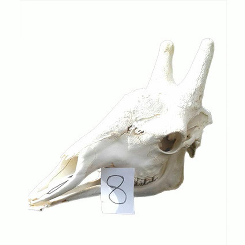 Giraffe Skull GS08