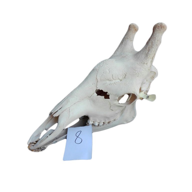 GIRAFFE SKULL GS08A - Image 2