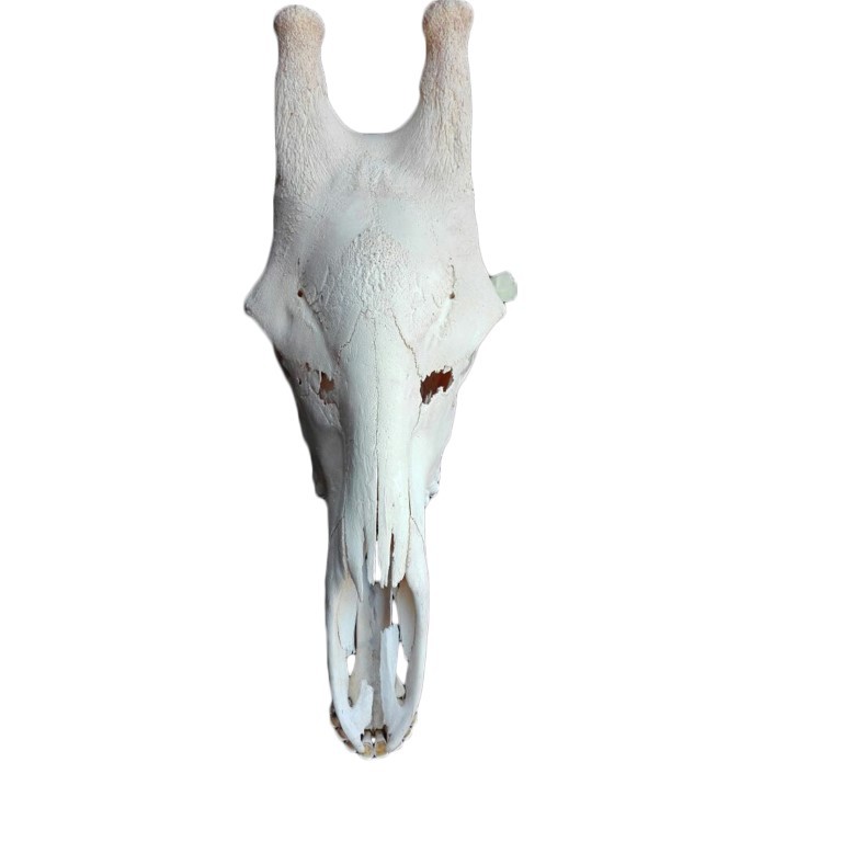 GIRAFFE SKULL GS08A