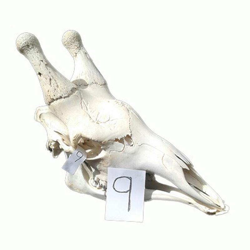 Giraffe Skull GS09 - Image 2