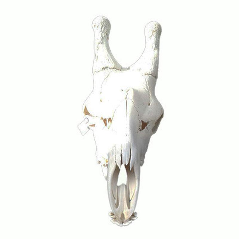 Giraffe Skull GS09 - Image 3