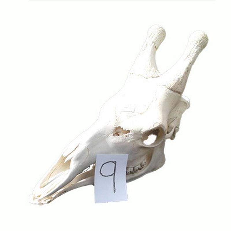 Giraffe Skull GS09 - Image 4