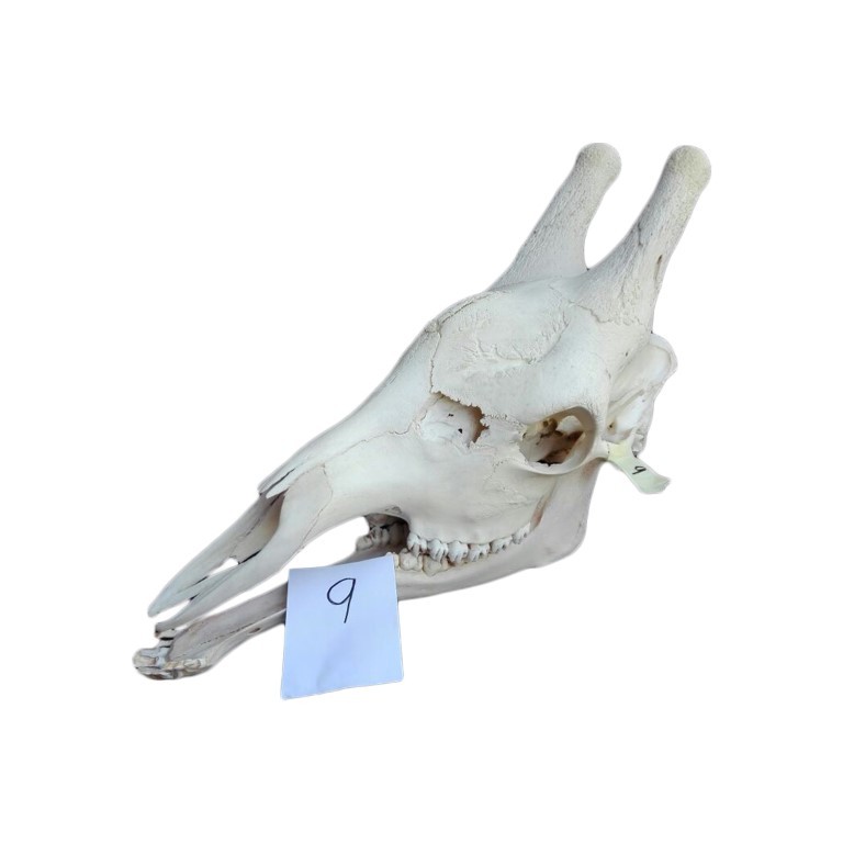 GIRAFFE SKULL GS09A - Image 2