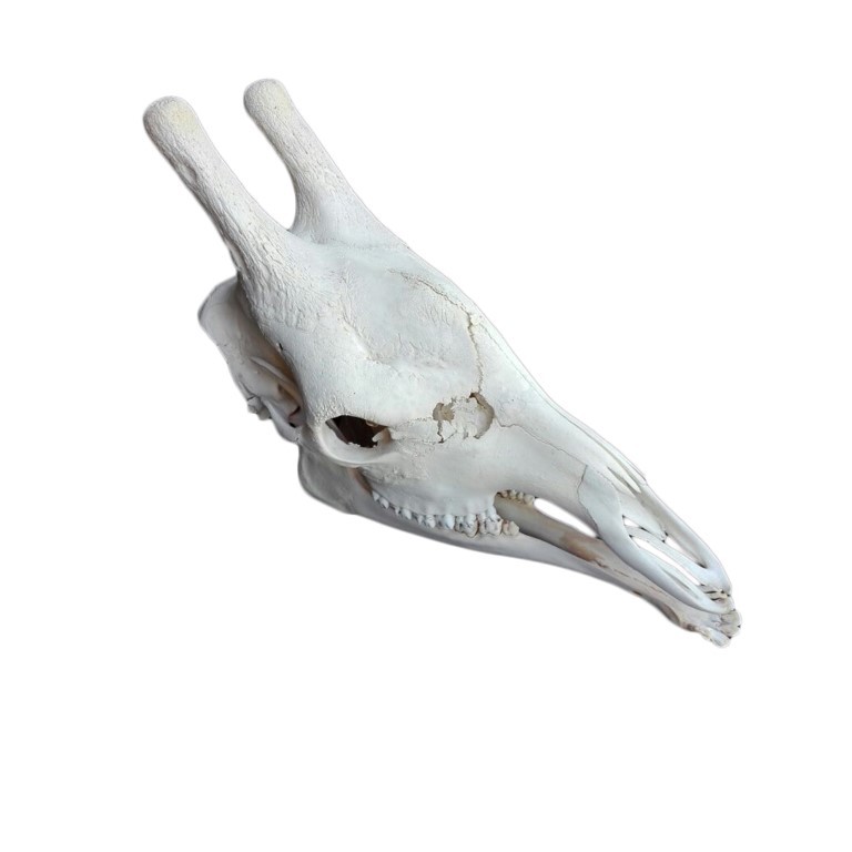 GIRAFFE SKULL GS09A