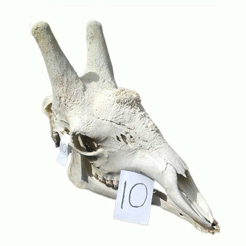 Giraffe Skull GS10 - Image 2