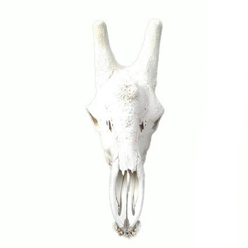 Giraffe Skull GS10 - Image 3