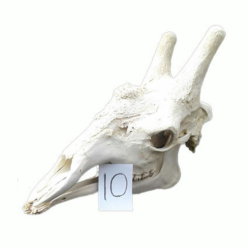 Giraffe Skull GS10 - Image 4