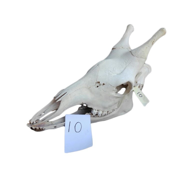 GIRAFFE SKULL GS10A - Image 2