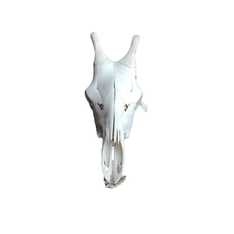GIRAFFE SKULL GS10A - Image 3