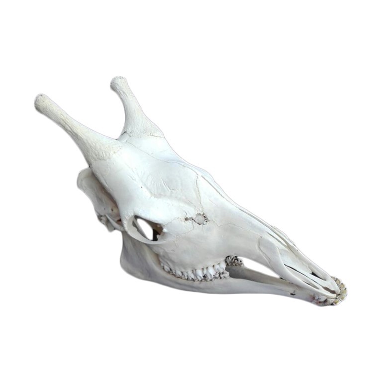 GIRAFFE SKULL GS10A